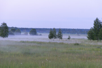 Misty summer evening landscape with meadow and trees