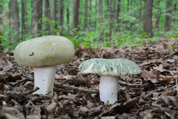 Two green mushrooms in oak forest
