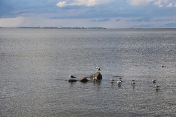 Fototapeta premium View from the Peterhof, former Zar house really close to Saint Petersburg 