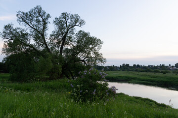 Country landscape in summer evening with lilac and big tree on river side