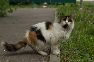 A tricolor fluffy stray cat sits on the sidewalk on a footpath and looks startled.