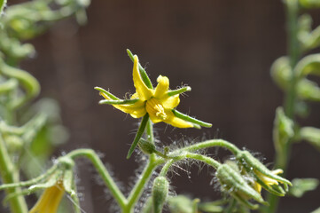 Close up of a yellow tomato plant flower 