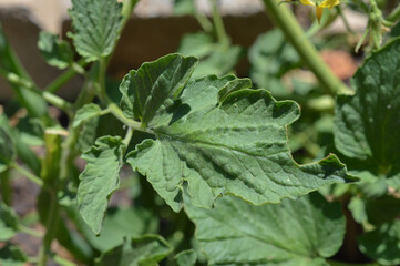 Close up of a tomato leaf 