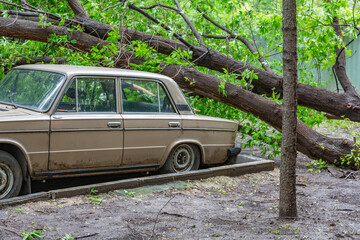 Green deciduous tree fell on an old car during a hurricane