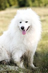 Close Cute White Dog in the wood