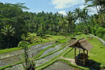 Fototapeta na wymiar Valley with rice fields at Gunung Kawi temple complex.