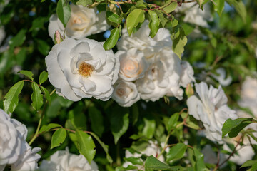White rose bush in the garden
