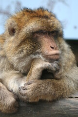 Thinking - Berberaffe 