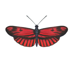 Fototapeta na wymiar Watercolor butterfly of red color. isolate on a white background. Drawn butterfly for design, print and postcards.