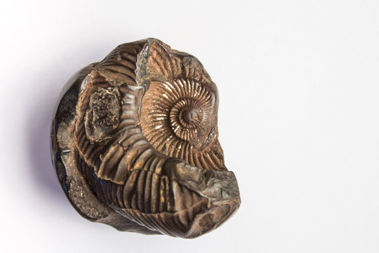 Salagrama or Shaligram refers to a fossilized shell used in South Asia as an iconic symbol and reminder of the god Vishnu - Fossil shell