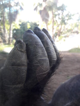 Gorilla Fingers close up