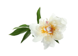 Obraz na płótnie Canvas Beautiful fragrant peony flower isolated on white