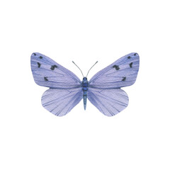 Fototapeta na wymiar Watercolor butterfly of blue violet color. isolate on a white background. Drawn bright butterfly for design.