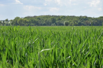 field of grass