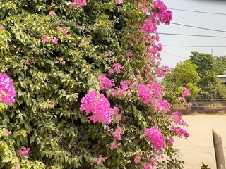 pink flowers in a garden