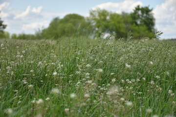 grass in the wind 2
