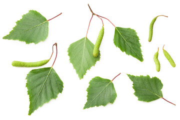 green birch leaves and bud isolated on white background. Top view.