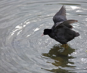 Eurasian coot called Common coot also, Fulica astra in Lating, in water close up