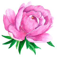 Watercolor pink peony for the design of invitations for a holiday wedding