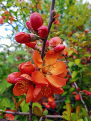 red beautiful flowers on a branch, Japanese quince blooming in spring