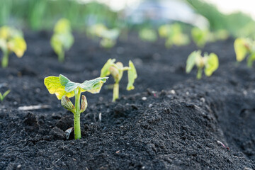 Agriculture plant seedling growing step concept in garden and sunlight.