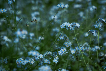Tiny blooming blue forget me not flowers, a close up in meadow