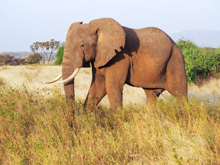 Fototapeta na wymiar Elephant walking in Samburu National Park, Kenya