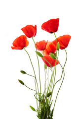 Red poppies isolated on white background. Wild spring wildflower. Remembrance day background