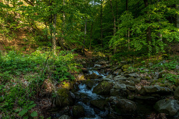 A mountain stream flowing through a landscape in a dense forest captured by long exposure time.