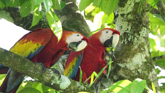 Scarlet macaw in rainforest chiapas lacandona mexico
