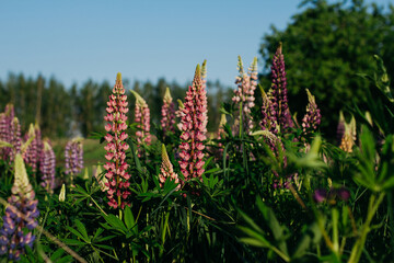 Fototapete bei efototapeten.de bestellen   