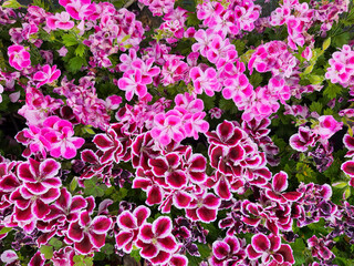 Blooming geranium flower varios colors