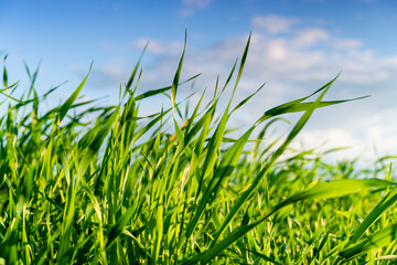 Obraz premium Green meadow or lawn in summer sunset. Natural background