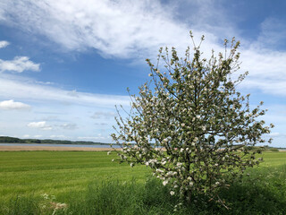Obraz premium Danish landscape with fields at Limfjord, North Jutland 