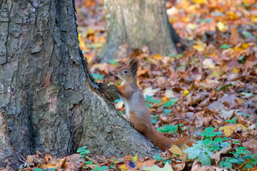 Red squirrel in the autumn park