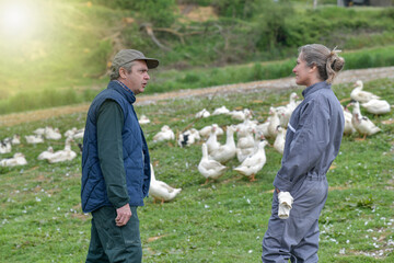 Farmer couple discussing about the free breeding of their ducks in the countryside .