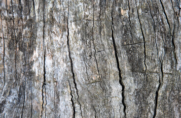 background of old wood. cracked old tree
