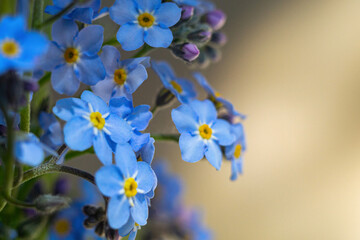 Forget me not flowers macro photobouquet of forget-me-not flowers closeup, macro photo with a copy space