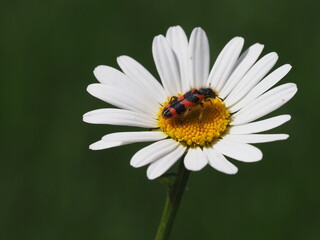 Gemeiner Bienenkäfer auf Margaritenblüte
