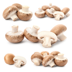 Set with fresh champignon mushrooms on white background