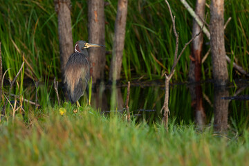 Naklejka na ściany i meble Tricolored Heron, takes a rest from successful foraging among the tall lake grasses