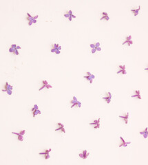 Pattern of lilac flowers on a white background