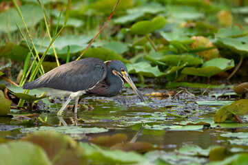 Tricolored Heron with knee-deep focus, foraging lakeside among white water lilies and tall grasses