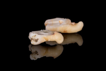 A closeup of a sectioning right lower third molar with curved root. (Adult tooth number 48)