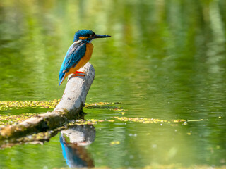 Common Kingfisher (Alcedo atthis) sitting on a stick.