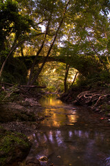 River in the forest crossing a bridge