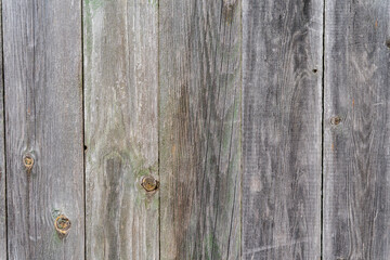 Old gray with a green touch wooden wall, aged background and texture. Rustic wooden board. natural patterns background