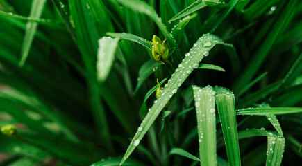 Сlose up drops of water on wet grass after rain. Dew or raindrops on green leaves. beautiful cool color. Fresh plants background. Herbs with dew drops. wallpaper
