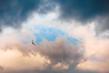 Colorful sky with clouds, a bird in flight. Background design.
