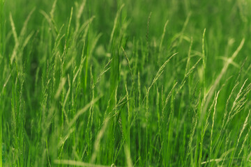 Field of green grass with spikelets closeup. Time for haymaking of ripened green grass in the meadow. Wallpaper, natural background.